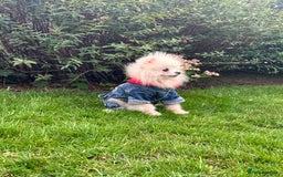 Pomeranian dogs for sale: White and Cream Pomeranian Boys in London - Image 6