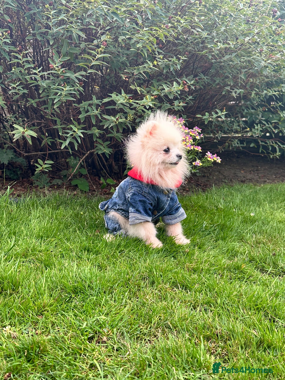 Pomeranian dogs for sale: White and Cream Pomeranian Boys in London - Image 6