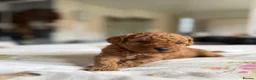 Cavapoo dogs for sale: Reduced F1b Toy Cavapoo girl health tested parents - Advert 27