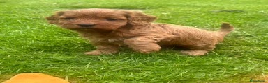 Cavapoo Puppy 4