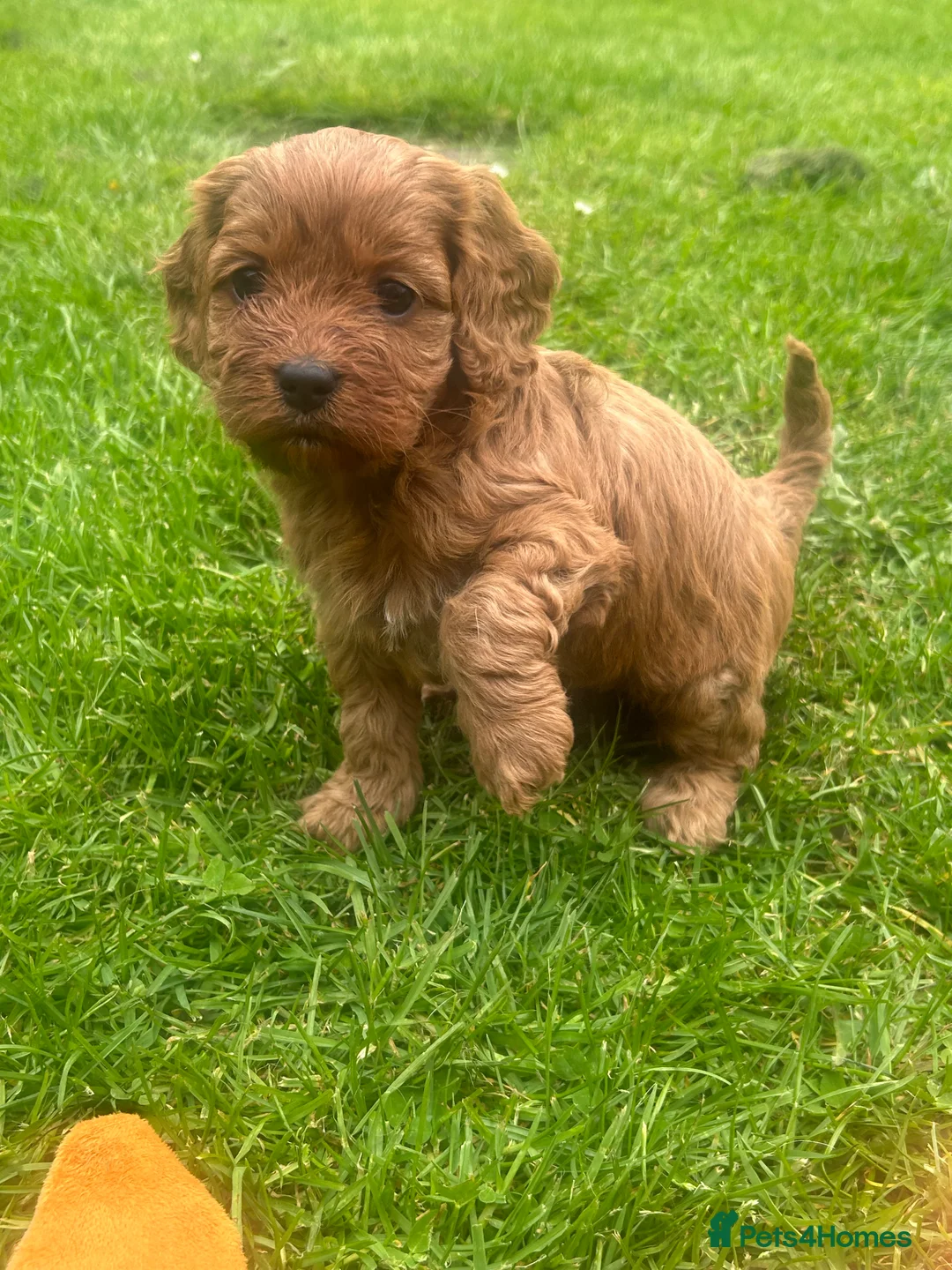 Cavapoo dogs for sale: Beautiful F1 Cavapoos - Advert 2