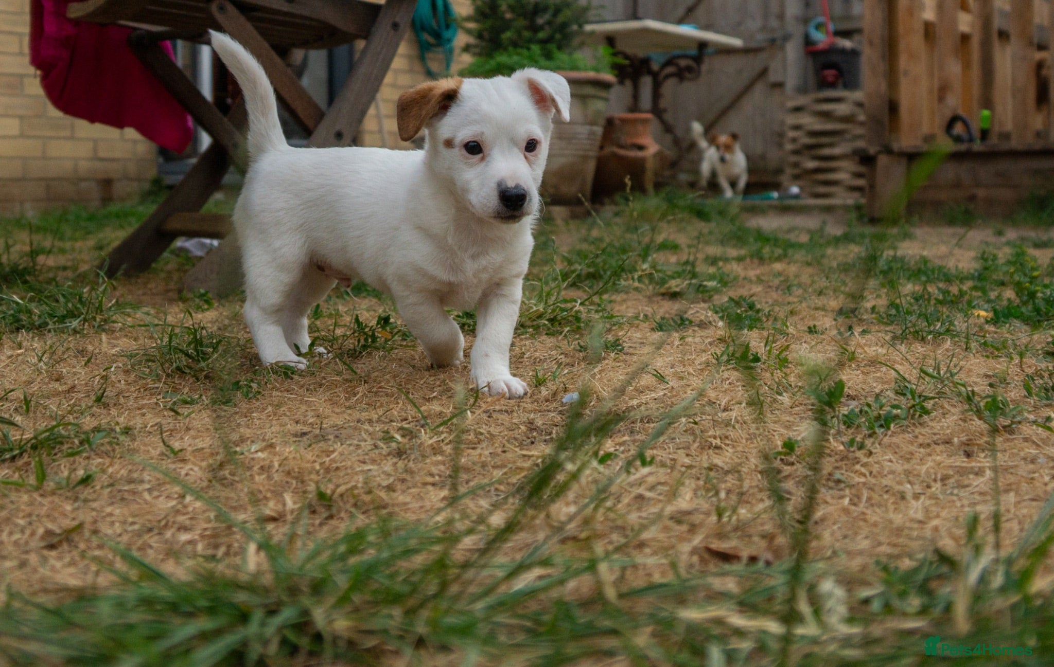 Jack Russell dogs Jack Russel puppies - Advert 1