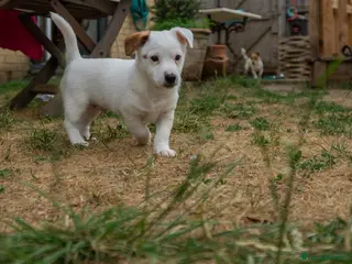 Jack Russell dogs Jack Russel puppies - Advert 3