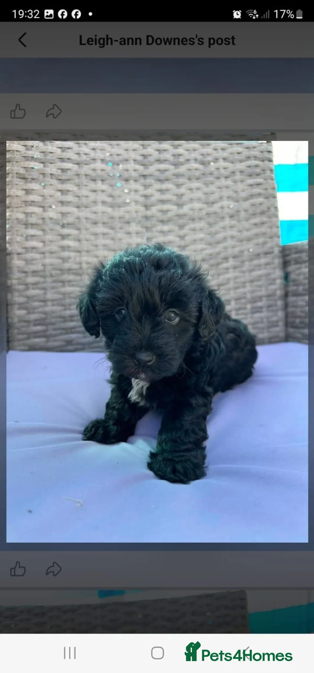 Yorkiepoo dogs for sale: Premium Yorkiepoo Puppies – Loving Homes Wanted in Glasgow - Advert 2