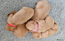 Labrador Retriever dogs for sale: Fox Red Labrador Retriever KC Registered puppies in Wetherby - Image 7