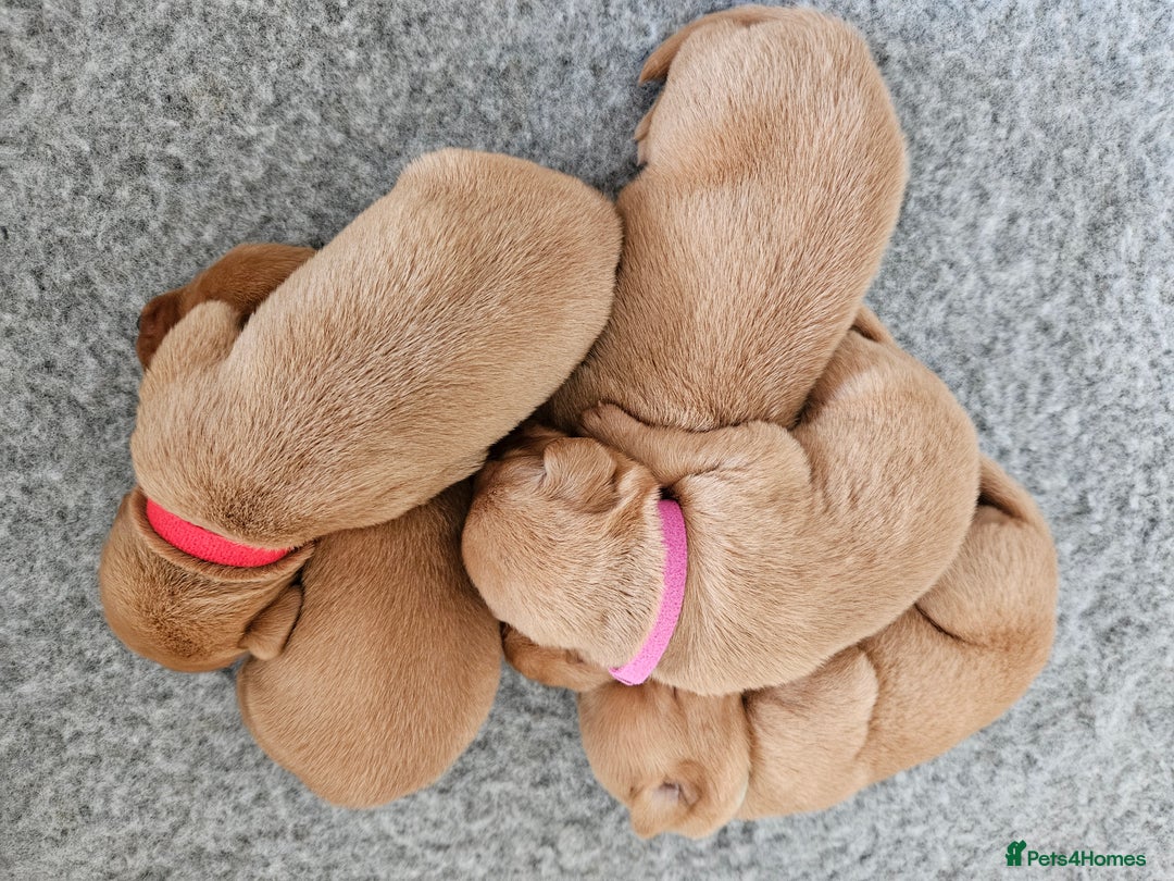 Labrador Retriever dogs for sale: Fox Red Labrador Retriever KC Registered puppies in Wetherby - Image 7