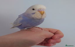 Budgerigars birds for sale: Hand reared silly tame baby budgies  - Image 33