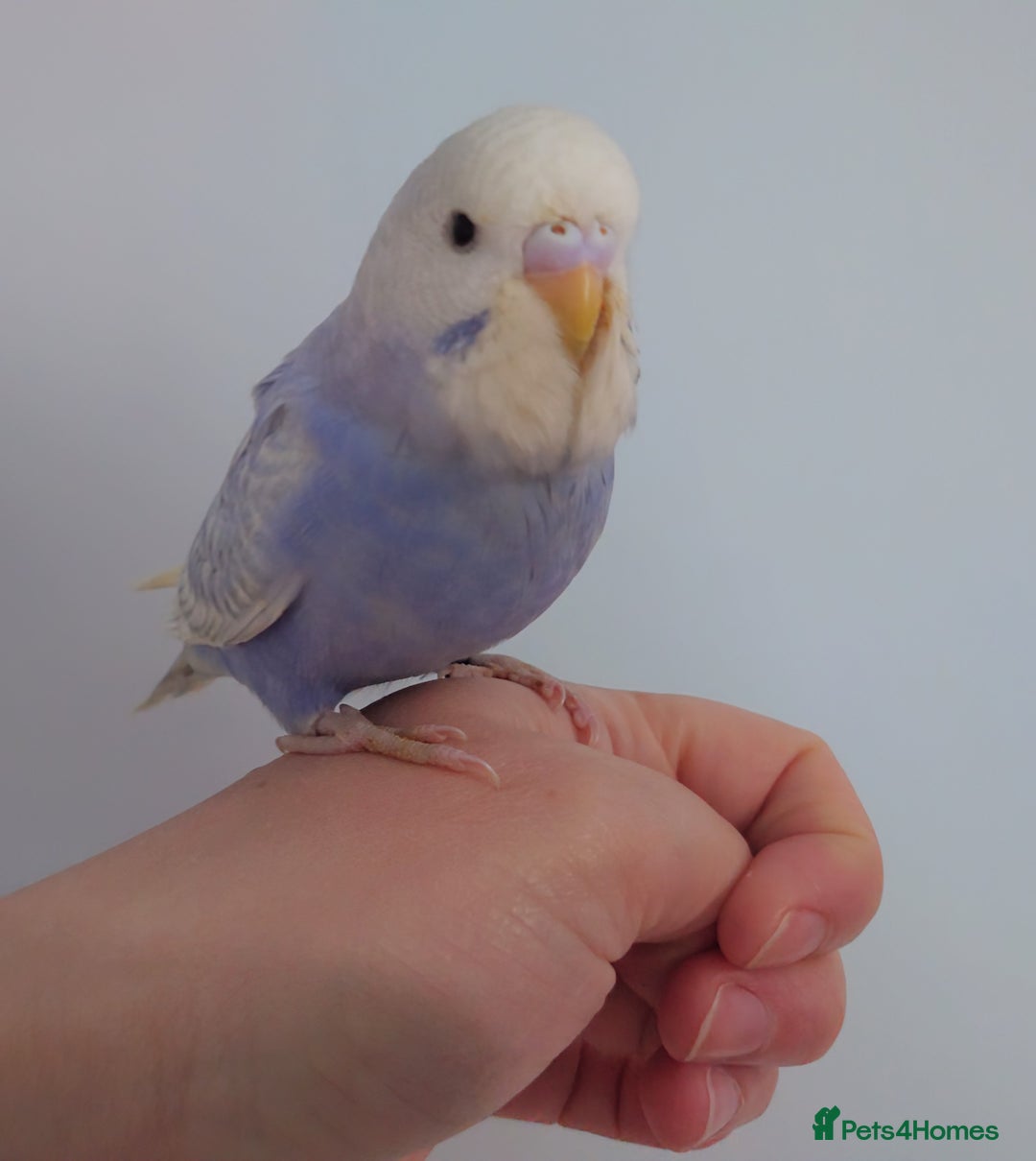 Budgerigars birds for sale: Hand reared silly tame baby budgies  - Image 33