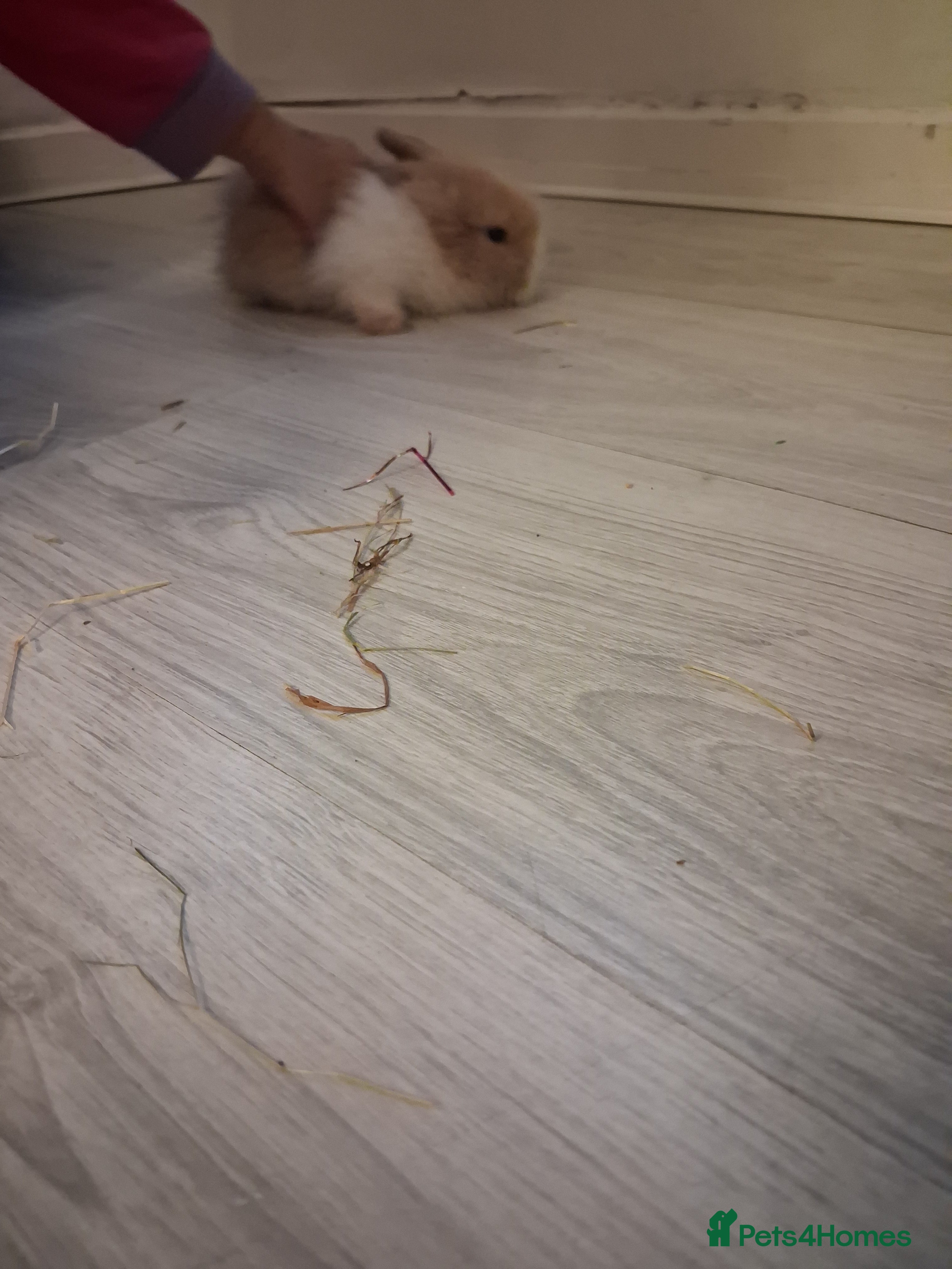 Lionhead rabbits Lionhead  - Advert 20