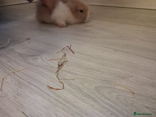 Lionhead rabbits Lionhead - Advert 19