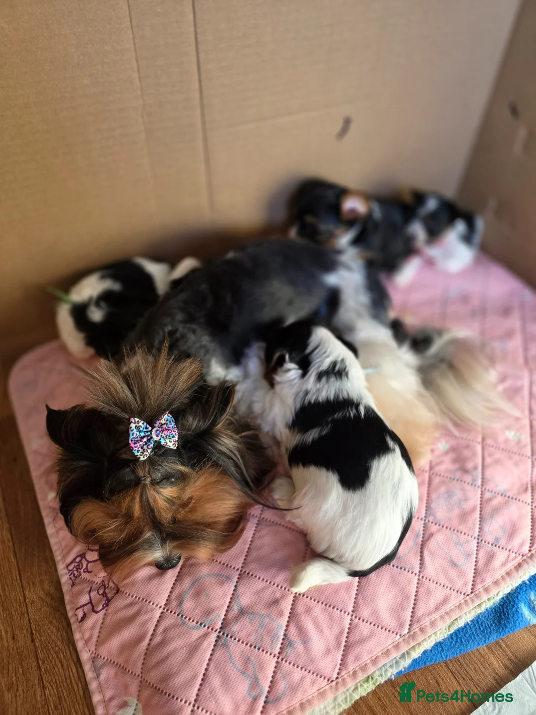 Biewer Terrier dogs for sale: Purebred Biewer Terrier Puppies - Advert 9