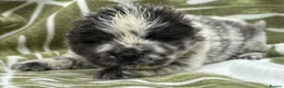 Chow Chow dogs for sale: Chow chow babies for sale - Advert 2