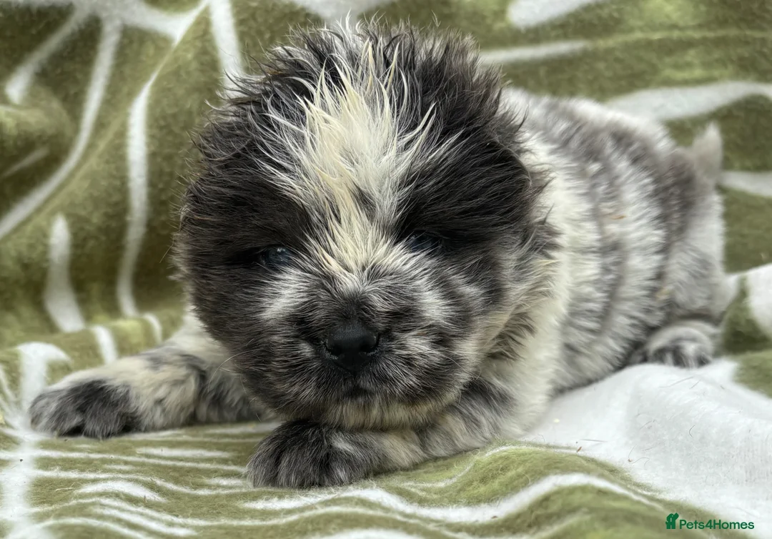 Chow Chow dogs for sale: Chow chow babies for sale - Advert 2