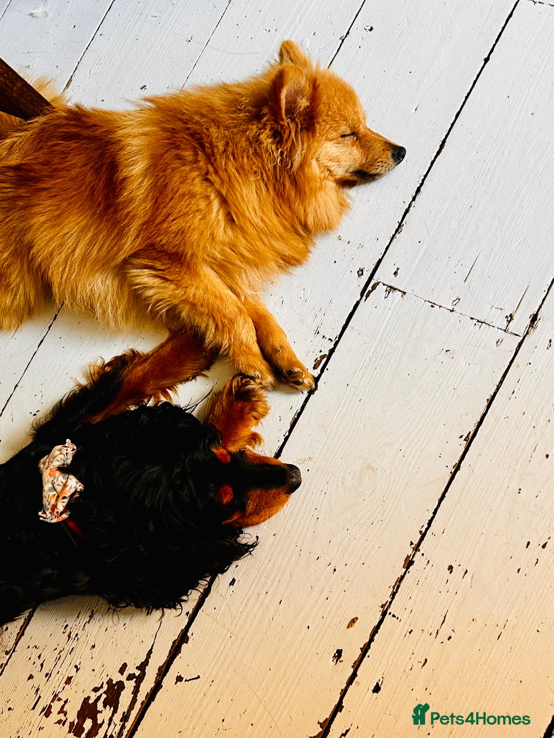 Mixed Breed dogs for sale: Pomeranian/ cocker spaniel cross  - Advert 4