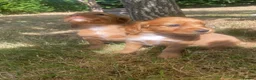 Cocker Spaniel dogs for sale: Stunning Red cocker spaniels  in Norwich - Advert 6
