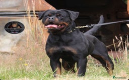 Rottweiler dogs for sale: Beautiful Female Rottweiler For Pet/Show Homes - Advert 6