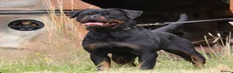 Rottweiler dogs for sale: Beautiful Adult Female Rottweiler For Pet/ShowHome - Advert 6