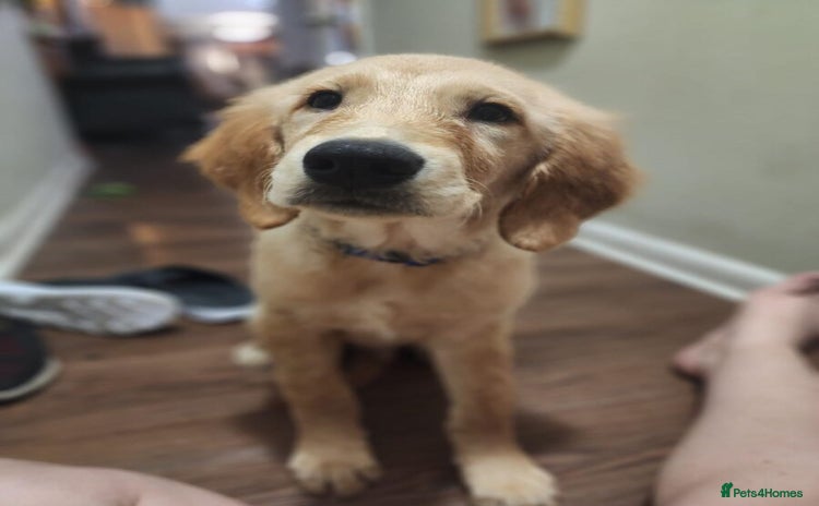 Golden Retriever dogs - Advert 3