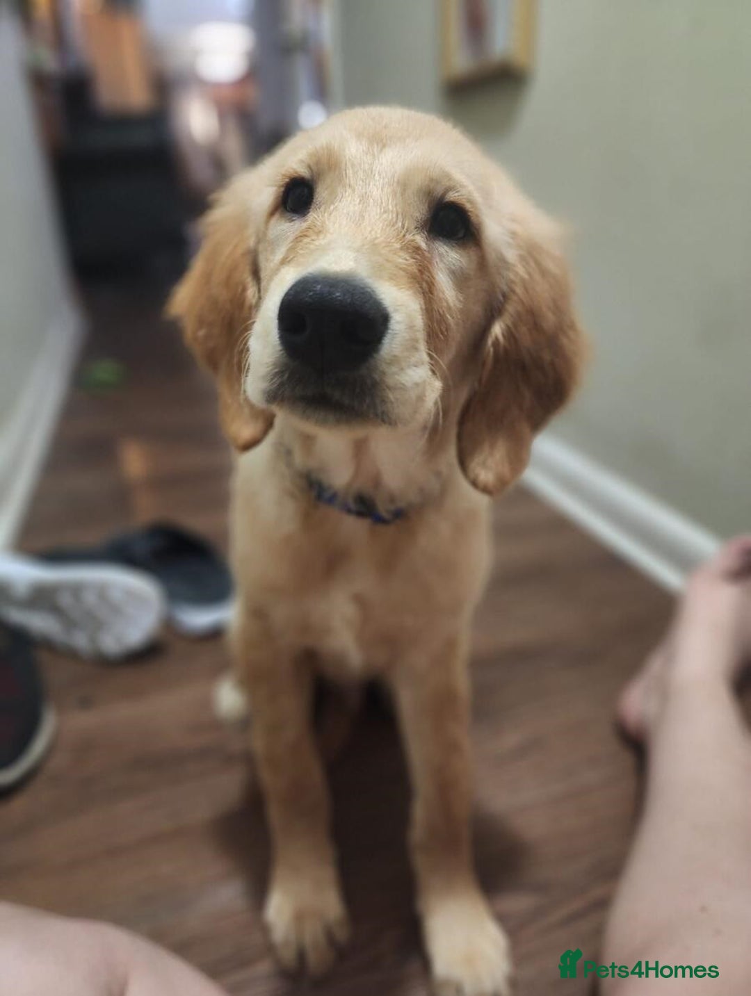 Golden Retriever dogs for sale: Amazing Golden retriever - Image 1
