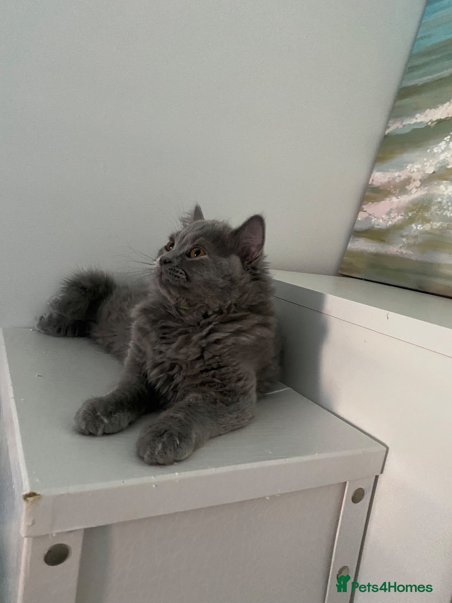 British Shorthair cats READY TO GO! Gorgeous British Shorthairs ! - Advert 13