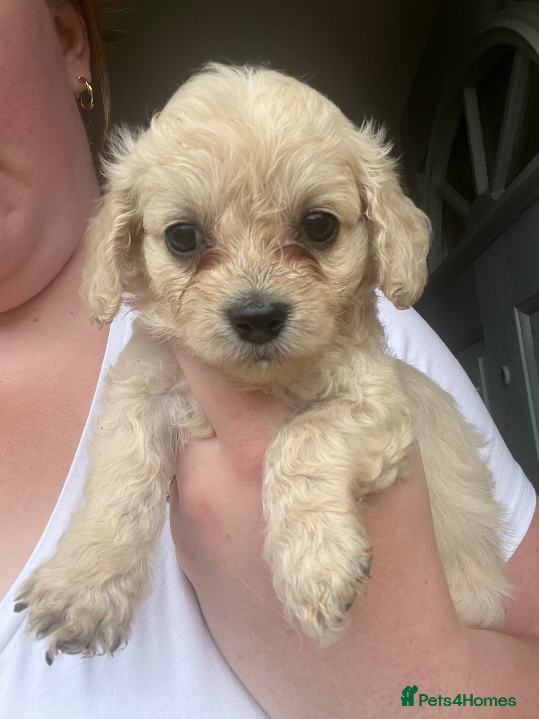 Mixed Breed dogs for sale: Last 2 puppies!  🩷 Maltipoo x Cockapoo puppies - Image 13