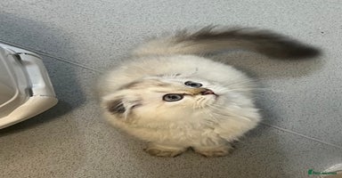 Scottish Fold cats - Advert 3