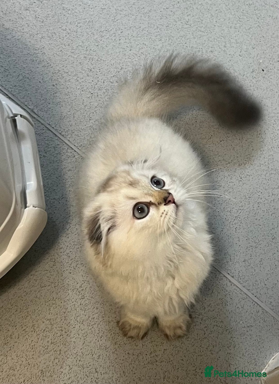 Scottish Fold cats for sale: Pedigree Scottish Fold & Straight last 2 kittens  - Image 3