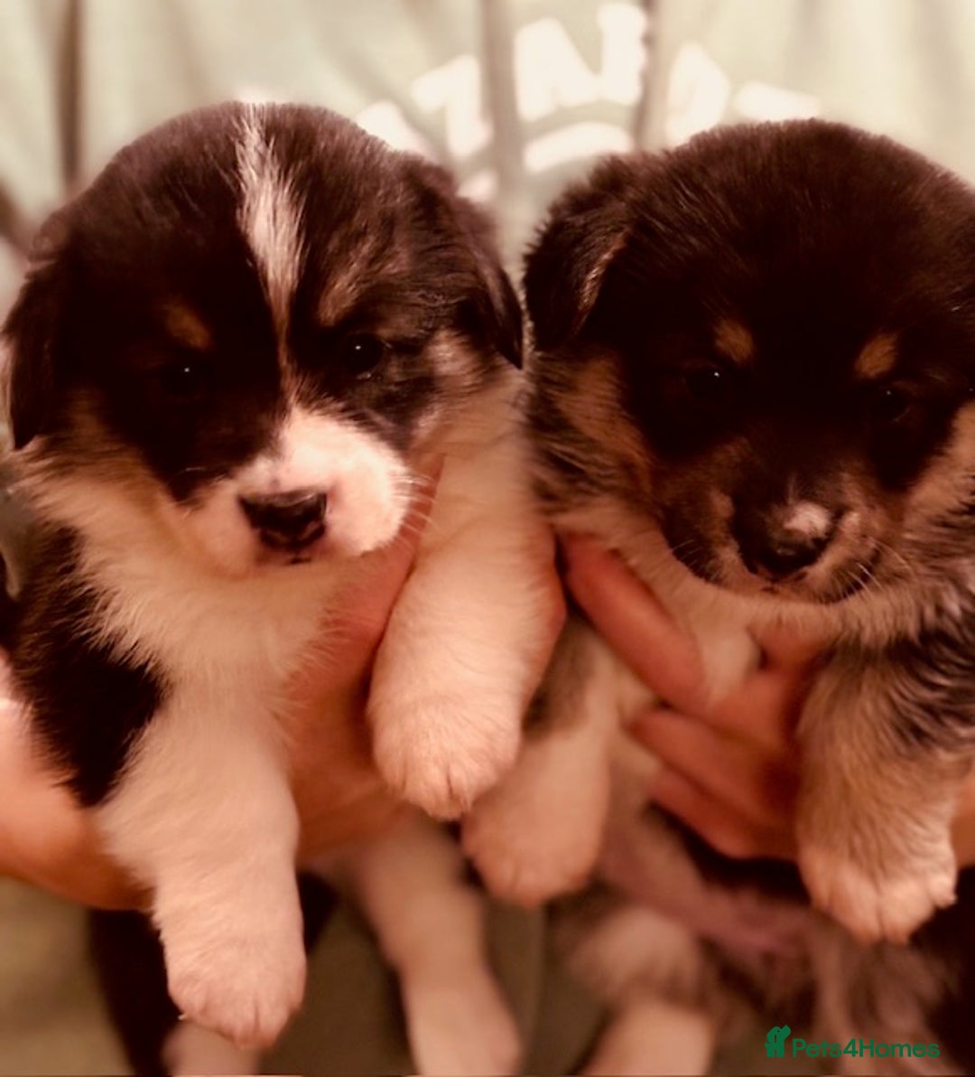 Welsh Corgi Pembroke dogs for sale: 2 Tri/KC girls from health tested parents - Image 1