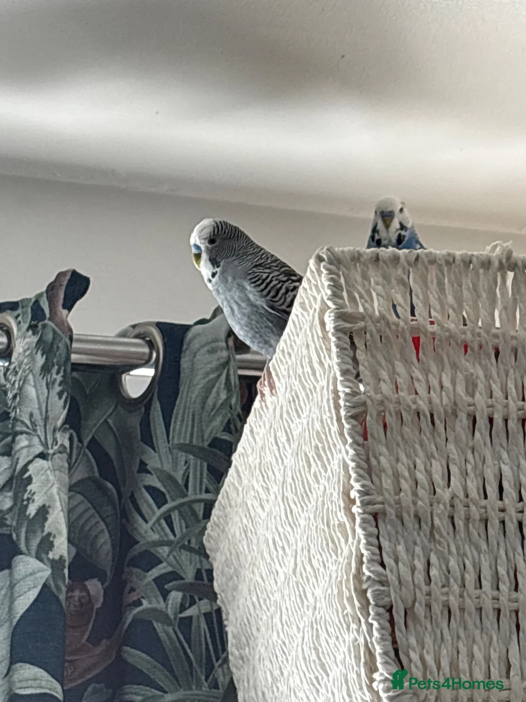 Budgerigars birds for sale: Birds for sale with cage and accessories  - Advert 2