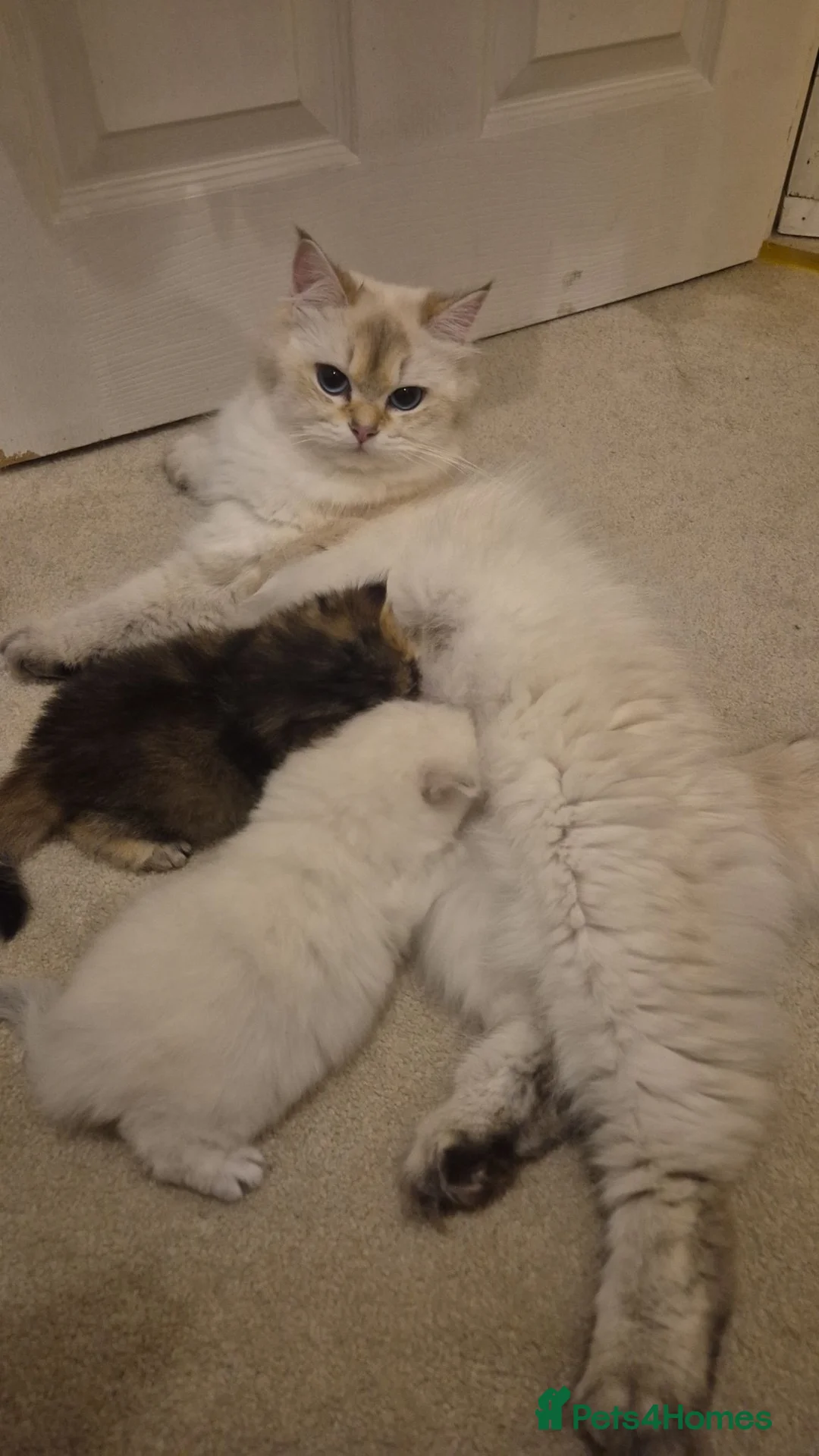 British Longhair cats for sale: Cutest BLH girl - Advert 10