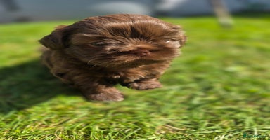 Shih Tzu dogs - Advert 2