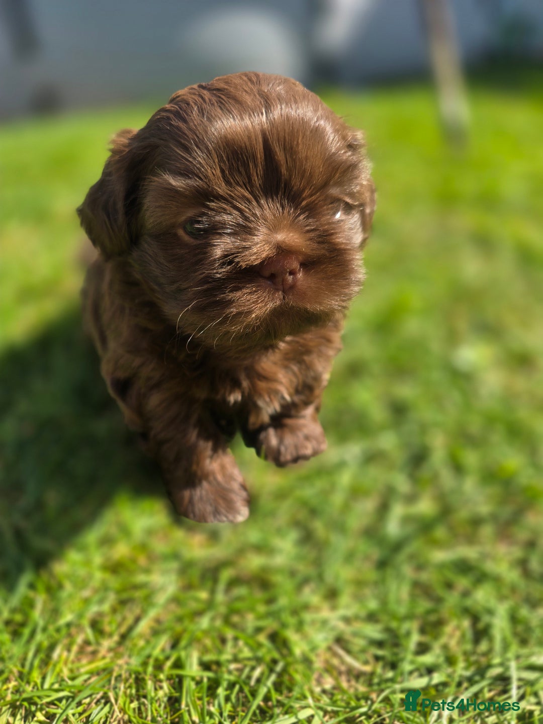 Shih Tzu dogs for sale: Shih Tzu Imperial (Karashishi) - Image 3