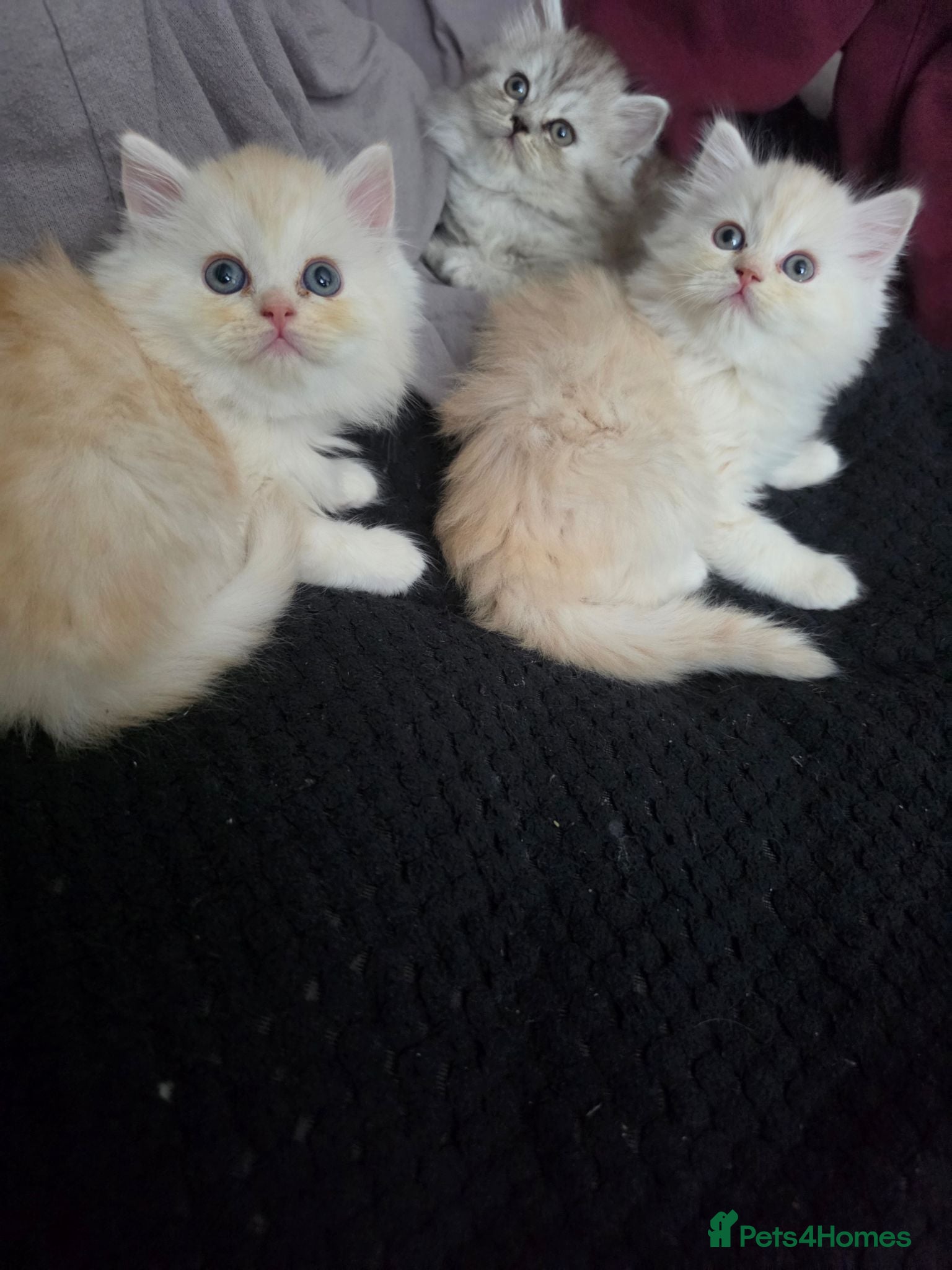 Persian cats 4 beautiful persain  kittens  for sale  - Advert 1