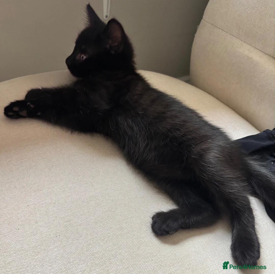 Mixed Breed cats for sale: Mixed RagdollxDomestic Long Hair Kittens in Hatfield - Advert 14