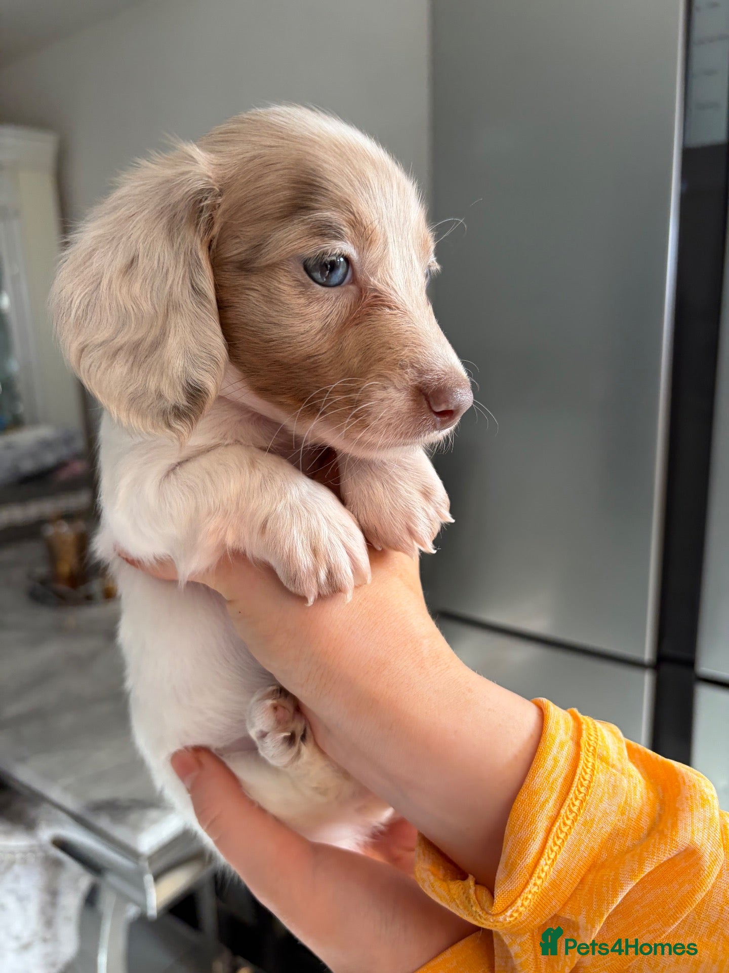 Dachshund dogs Miniature dachshund  - Advert 1