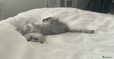 British Shorthair cats - Advert 3