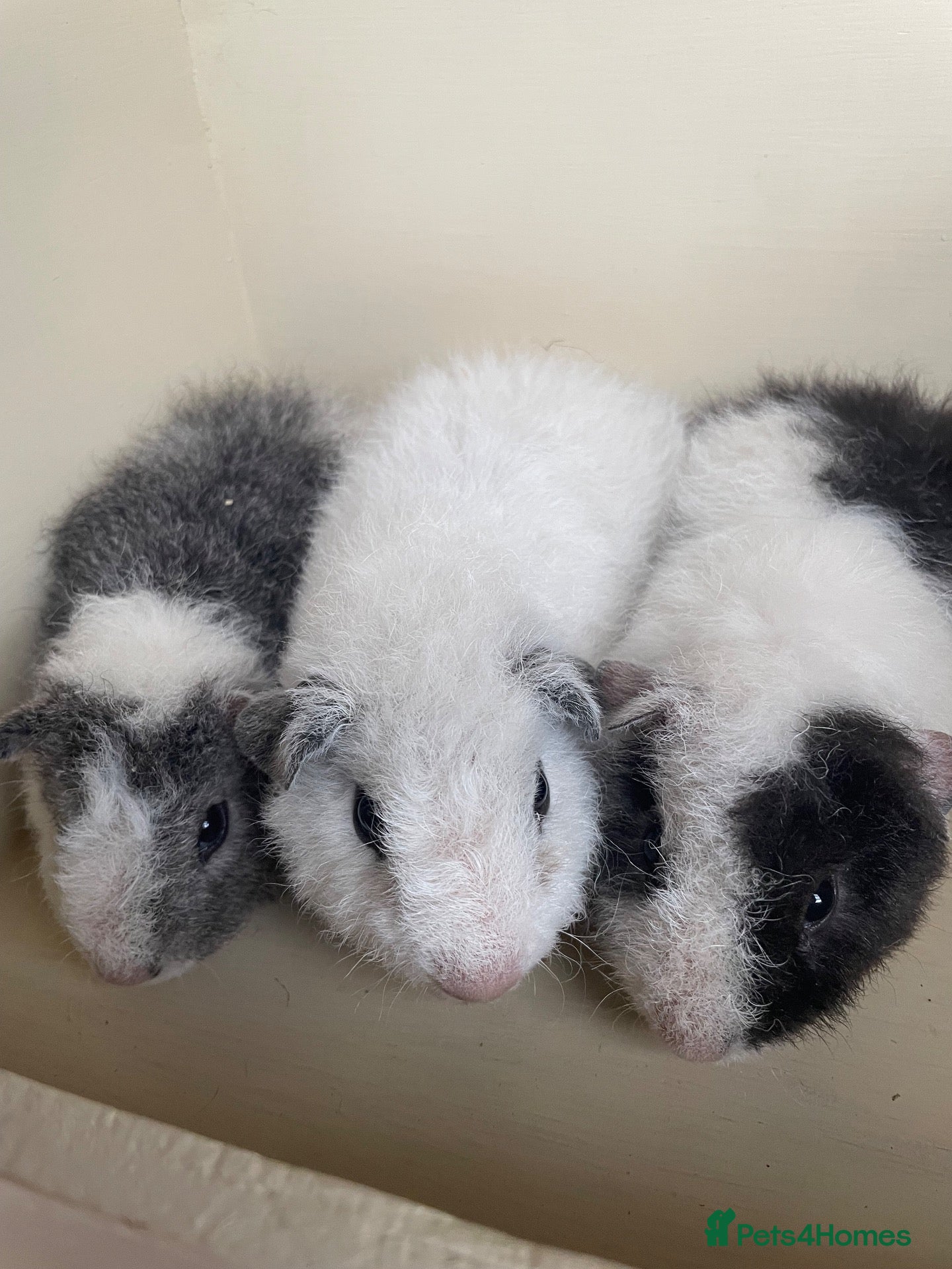 Guinea Pig rodents Baby boys and girl Guineas’s pigs.  - Advert 1