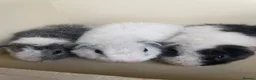 Guinea Pig rodents for sale: Baby boys and girl Guineas’s pigs.  - Advert 1