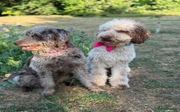Mixed Breed dogs for sale: Goldendoodle/Australian double doodles  - Image 20
