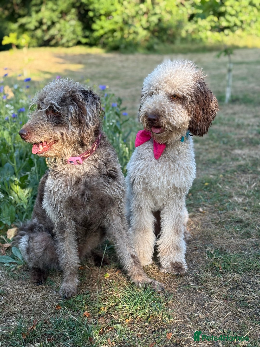 Mixed Breed dogs for sale: Goldendoodle/Australian double doodles  - Image 20