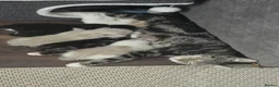 Mixed Breed cats for sale: Mixed breed kittens for sale in Croydon - Advert 9