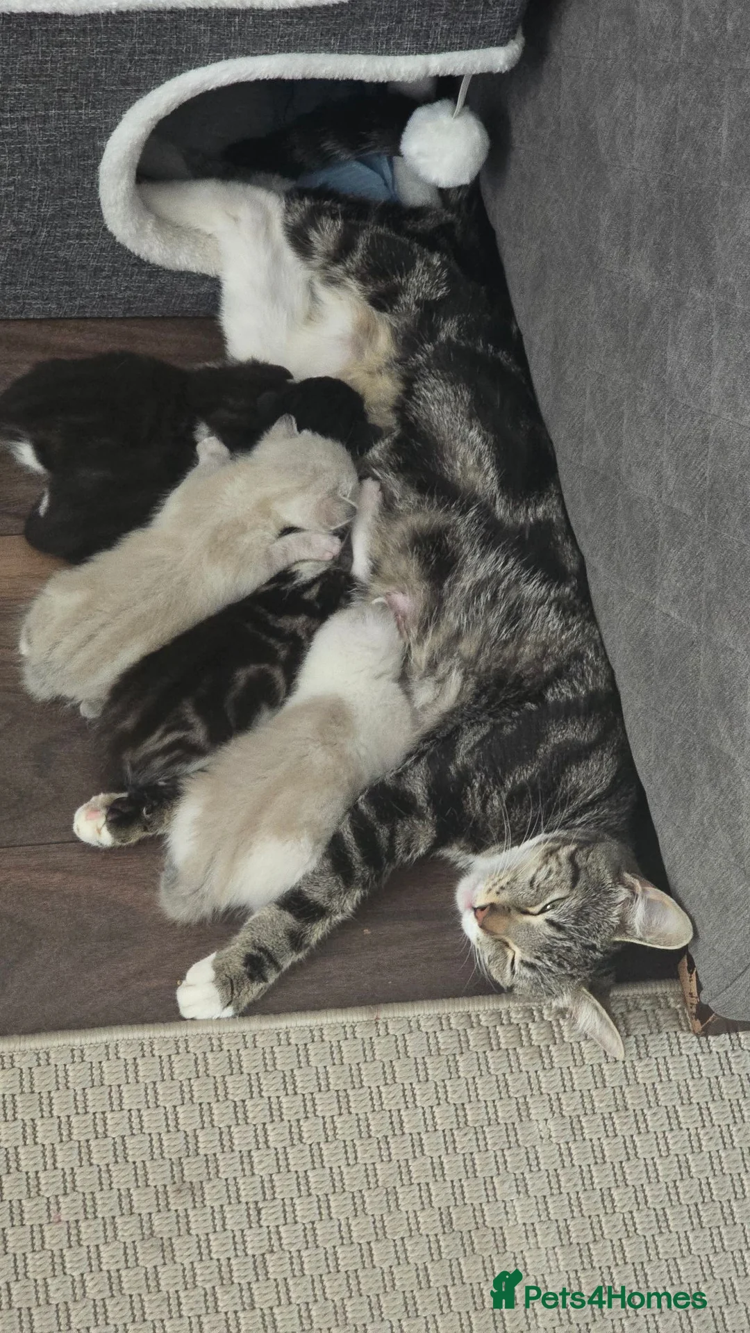 Mixed Breed cats for sale: Mixed breed kittens for sale in Croydon - Advert 9