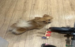 Pomeranian dogs for sale: Male and female Pomeranian  - Image 4