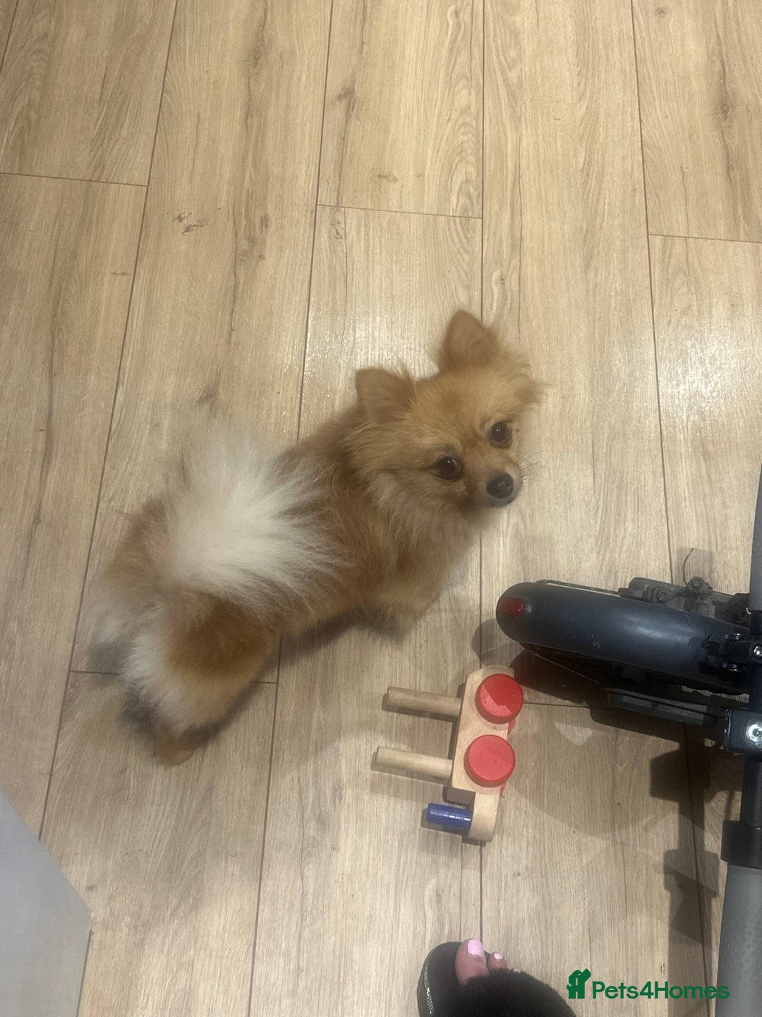 Pomeranian dogs for sale: Male and female Pomeranian  - Image 4