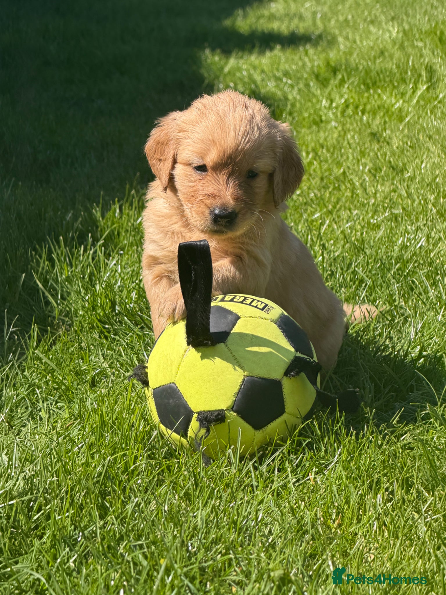 Goldendoodle dogs Goldendoodle Puppies  - Advert 6