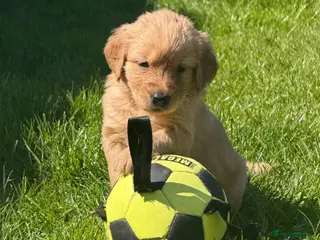 Goldendoodle dogs Goldendoodle Puppies - Advert 6