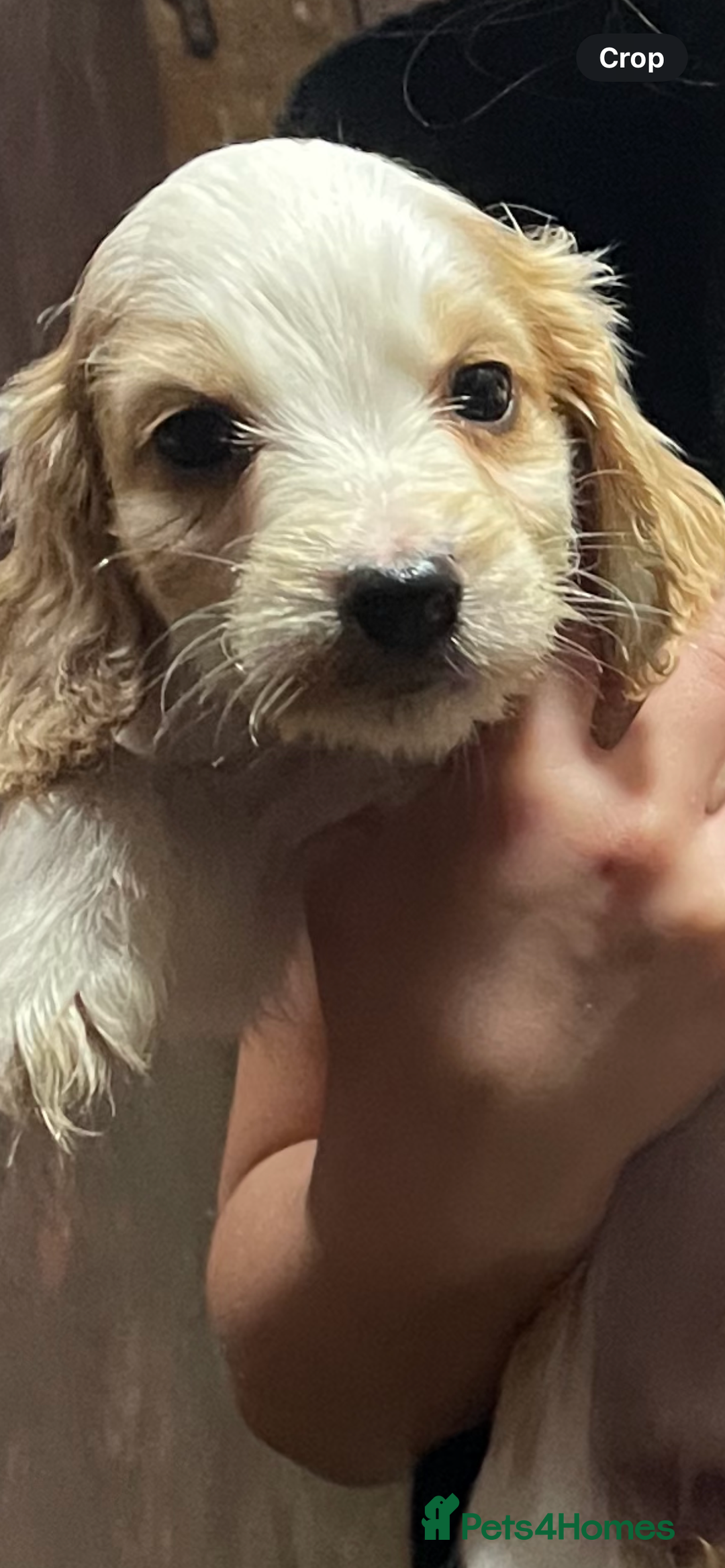 Cocker Spaniel dogs for sale: Cocker Spaniel Puppies - Advert 12