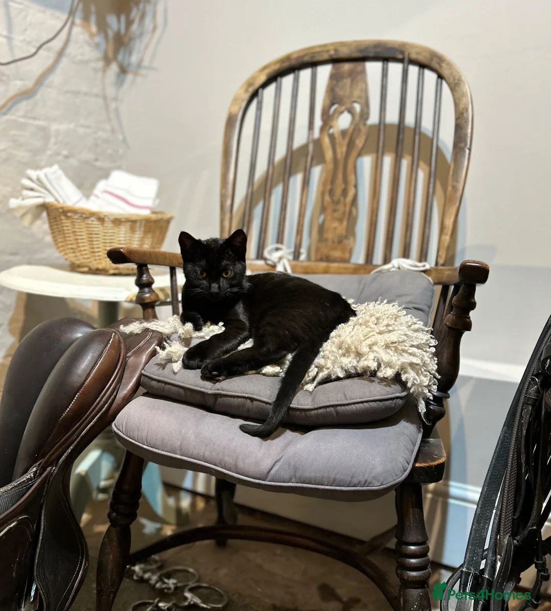 Mixed Breed cats for sale: Lovely litter of kittens. Ready now.  - Advert 2