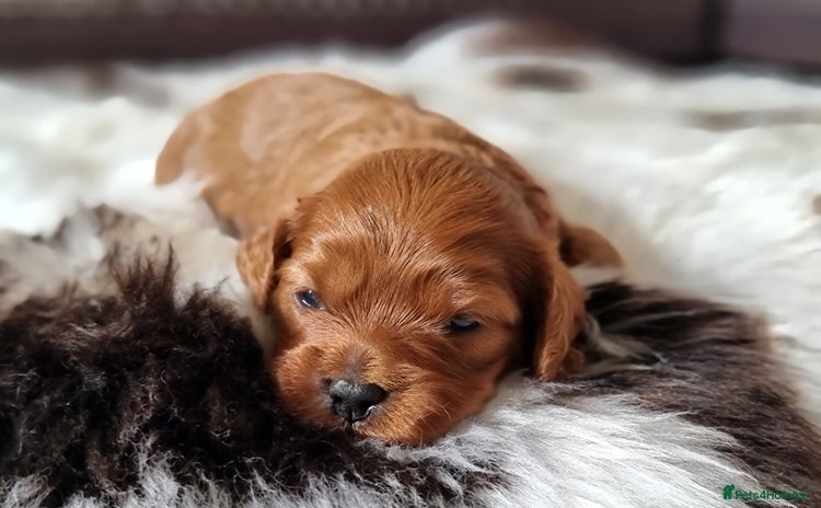 Cavapoo dogs - Advert 14