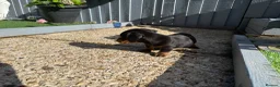 Dachshund dogs for sale: 4 beautiful boys  - Advert 16